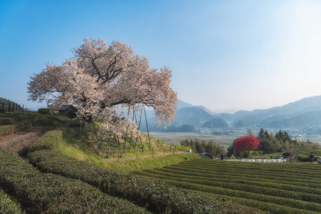 百年桜