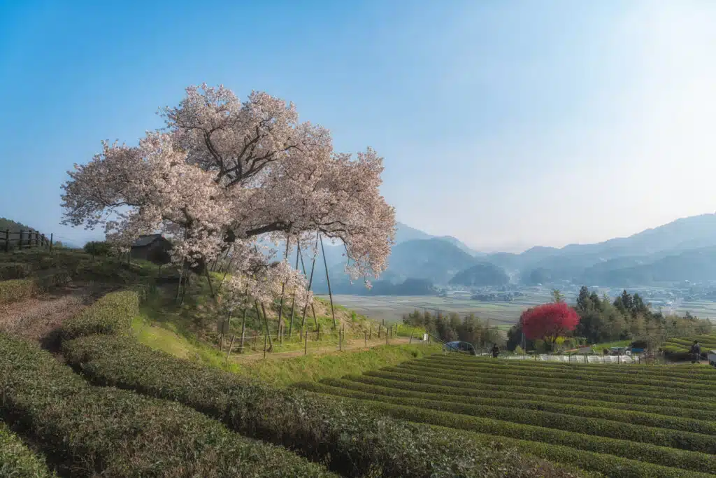 百年桜
