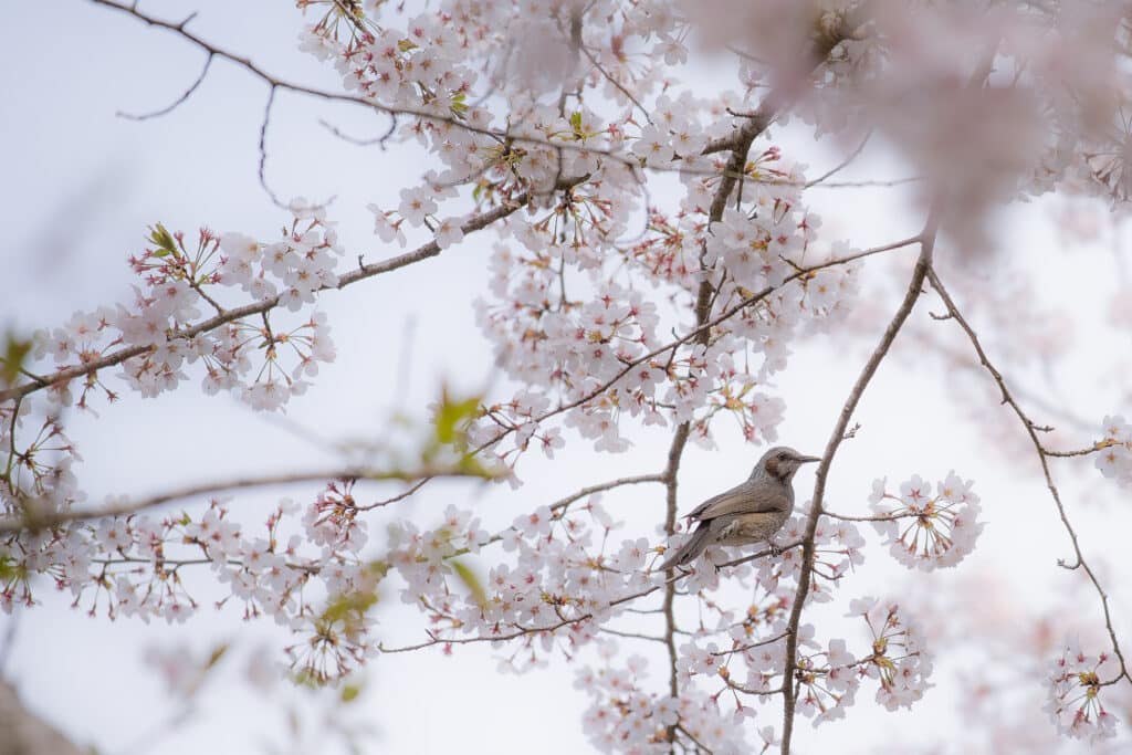 花鳥圖